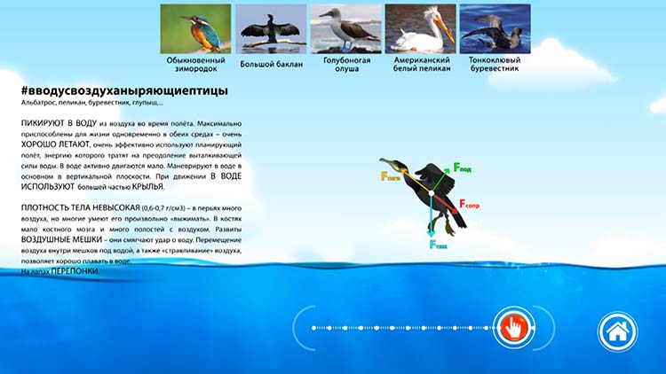 And even a proud petrel obeys the laws of physics!