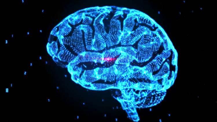 This is a human brain from the point of view of a motion designer.