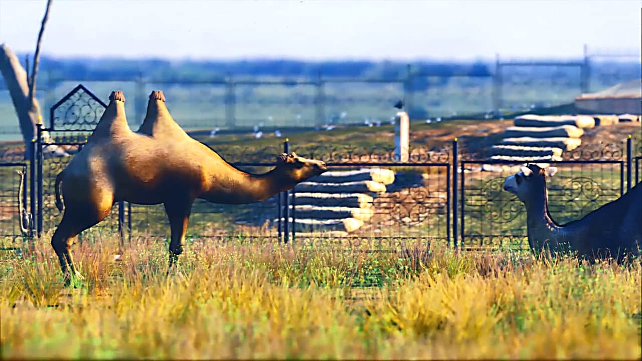 Camels resting near the Bukey Horde complex.